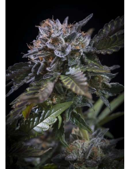 PARADISE SEEDS - White Noise - 1