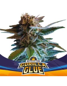 -40% BSF Seeds - Gorilla Glue Auto (2szt) - 1