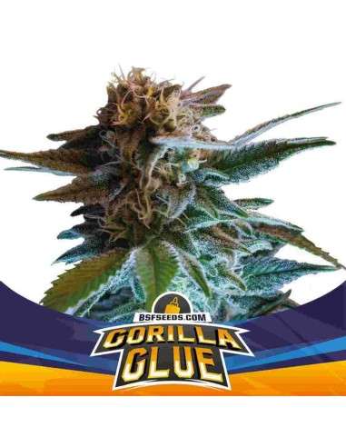 -40% BSF Seeds - Gorilla Glue Auto (2szt) - 1