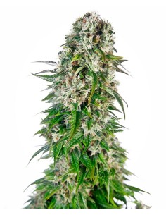-50% SENSI SEEDS - Big Bud Automatic (5szt) - 1
