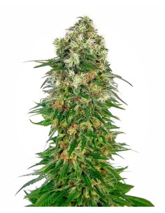 -50% SENSI SEEDS - Shiva Skunk Automatic (5szt) - 1