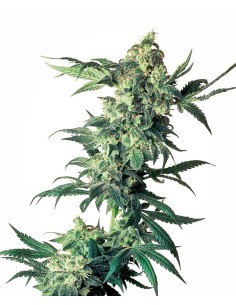 -40% SENSI SEEDS - Northern Lights (3szt) - 1