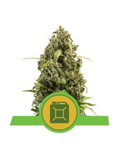 ROYAL QUEEN SEEDS - Diesel Automatic - 1
