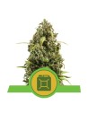 ROYAL QUEEN SEEDS - Diesel Automatic - 1