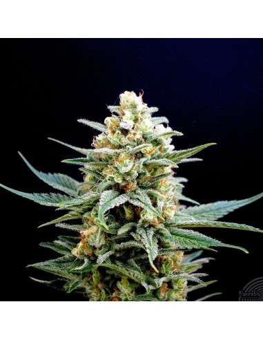 -50% KANNABIA SEED - Kritikal-K 5szt - 1