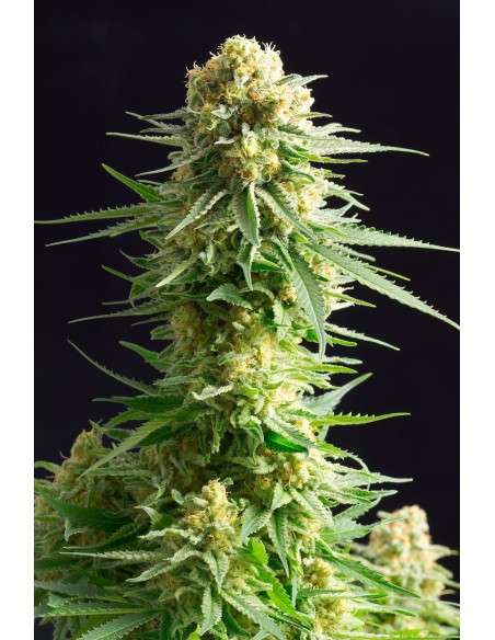 -50% KANNABIA SEED - Kritikal-K 5szt - 2