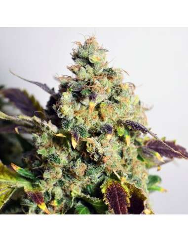 Doctor's Choice - DC Kush Auto 3szt w opakowaniu - 1