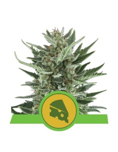 ROYAL QUEEN SEEDS - Royal Cheese Automatic - 1
