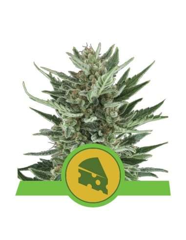 ROYAL QUEEN SEEDS - Royal Cheese Automatic - 1