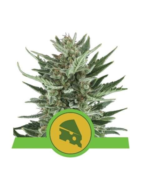 ROYAL QUEEN SEEDS - Royal Cheese Automatic - 1