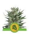 ROYAL QUEEN SEEDS - Royal Cheese Automatic - 1