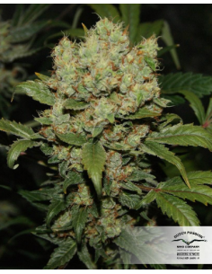 DUTCH PASSION - Freddy’s Best - 7 2