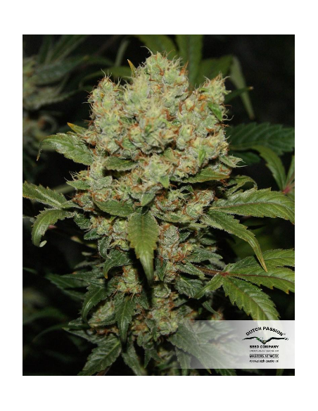 DUTCH PASSION - Freddy’s Best - 1
