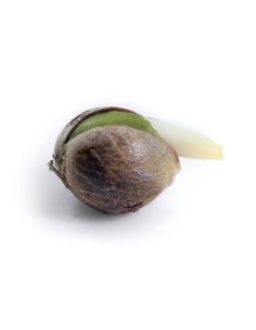 ROYAL QUEEN SEEDS - Royal Cheese Automatic - 1 2