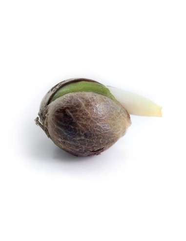 ROYAL QUEEN SEEDS - Royal Cheese Automatic - 2