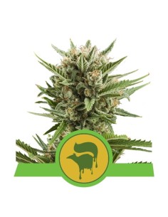 ROYAL QUEEN SEEDS - Sweet Skunk Automatic - 1