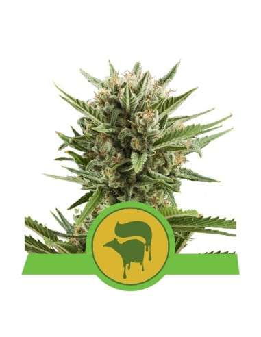 ROYAL QUEEN SEEDS - Sweet Skunk Automatic - 1