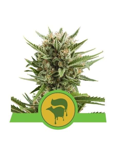 ROYAL QUEEN SEEDS - Sweet Skunk Automatic - 1