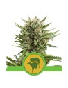 ROYAL QUEEN SEEDS - Sweet Skunk Automatic - 1