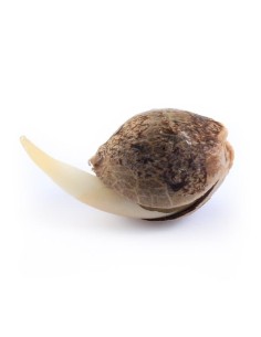 ROYAL QUEEN SEEDS - Sweet Skunk Automatic - 1 2