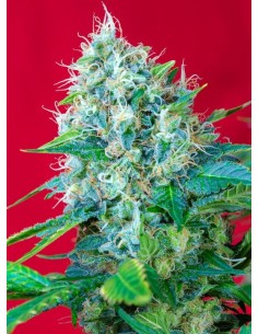 SWEET SEEDS - Green Poison 100szt - 1