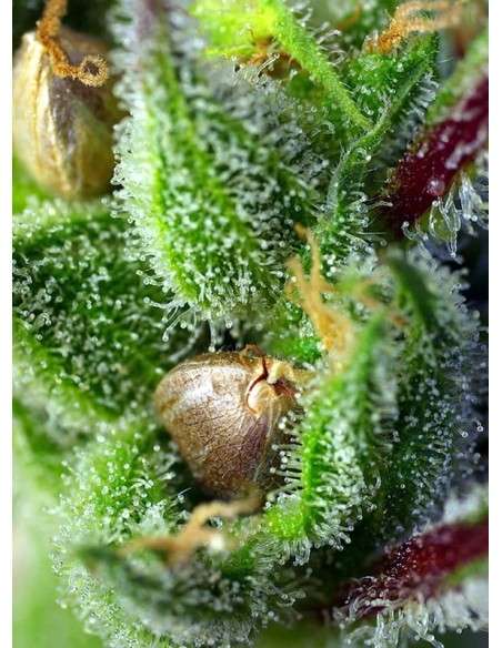 SWEET SEEDS - Green Poison 100szt - 2