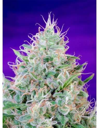 SWEET SEEDS - Green Poison 100szt - 3