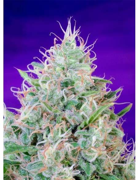 SWEET SEEDS - Green Poison 100szt - 3