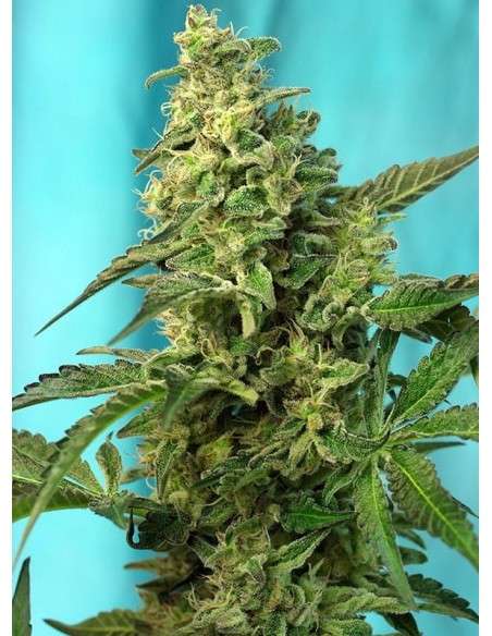 SWEET SEEDS - Green Poison F1 Fast Version 100szt - 1