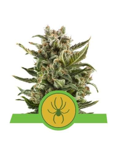 ROYAL QUEEN SEEDS - White Widow Automatic - 1
