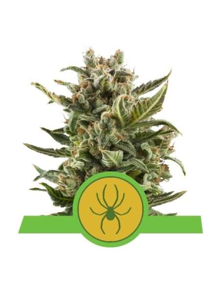 ROYAL QUEEN SEEDS - White Widow Automatic - 1