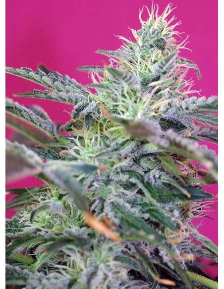 SWEET SEEDS - Sweet Cheese Auto 100szt - 1