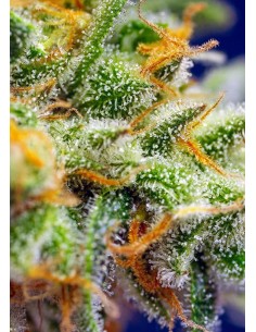Sweet Seeds - Crystal Candy XL Auto 100szt - 1 2