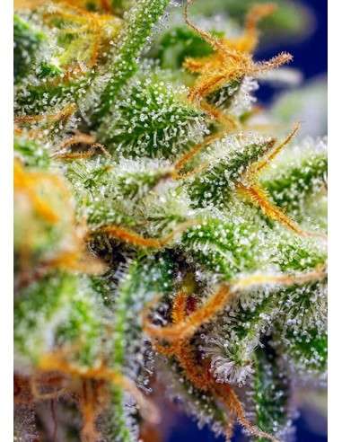 Sweet Seeds - Crystal Candy XL Auto 100szt - 2