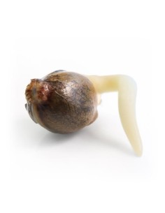ROYAL QUEEN SEEDS - White Widow Automatic - 1 2