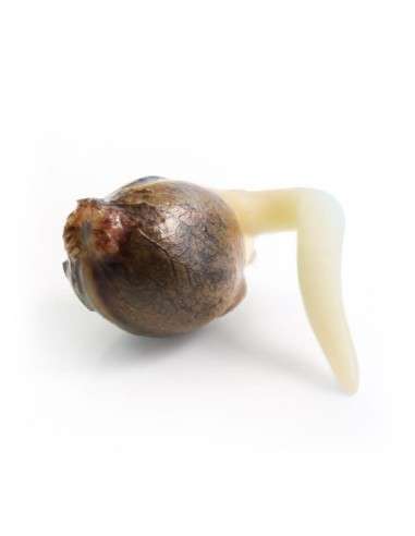 ROYAL QUEEN SEEDS - White Widow Automatic - 2