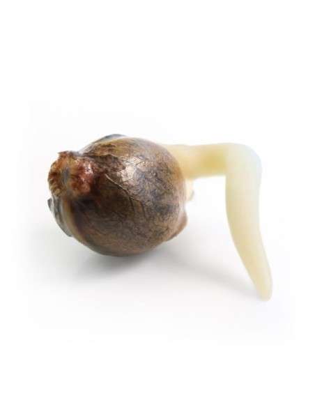 ROYAL QUEEN SEEDS - White Widow Automatic - 2