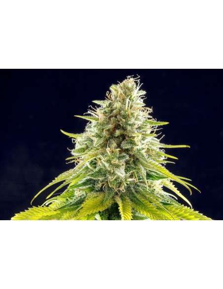-50% KANNABIA SEED - Mataro Blue 100szt - 1