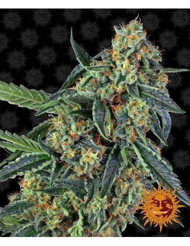 Barney's Farm - Cookies Kush - 1