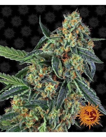 Barney's Farm - Cookies Kush - 1
