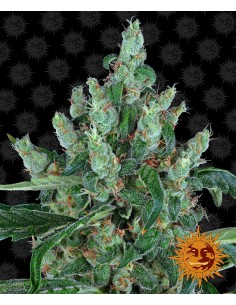 Barney's Farm - Laughing Buddha - 1