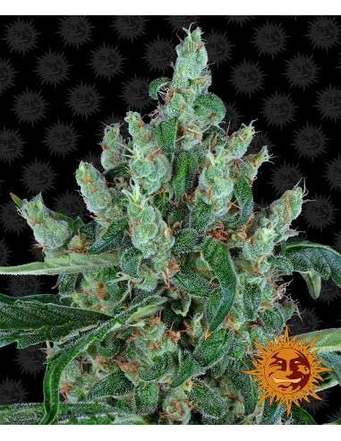 Barney's Farm - Laughing Buddha - 1