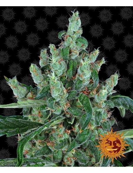 Barney's Farm - Laughing Buddha - 1