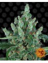 Barney's Farm - Laughing Buddha - 1