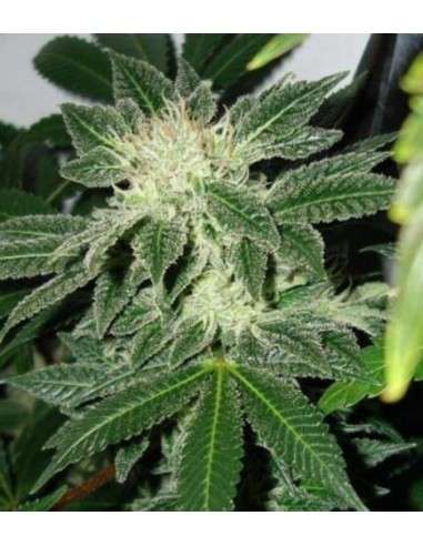 Black Widow 100szt - 1
