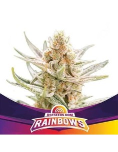 -40% BSF Seeds - Rainbows 2szt - 1