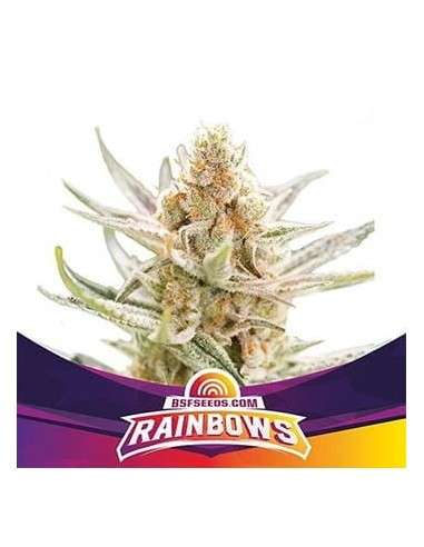 -40% BSF Seeds - Rainbows 2szt - 1