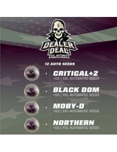 -40% BSF Seeds - Dealer Deal XXL Automix 12szt - 1