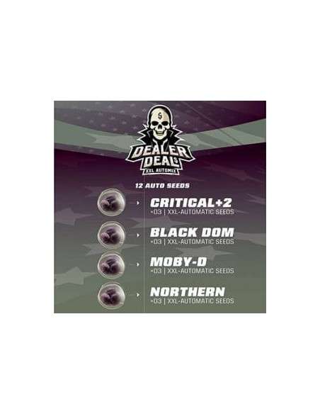 -40% BSF Seeds - Dealer Deal XXL Automix 12szt - 1