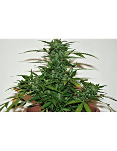 WHITE LABEL - Snow Ryder Auto - 1
